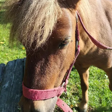 Willa Bukowiec Bukowiec (Lower Silesia)